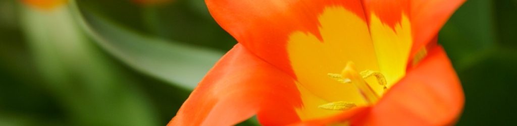 Ex_SPRING17_orange-flower-close-up